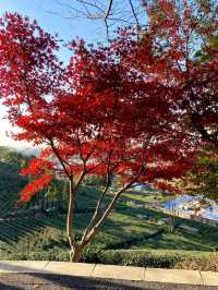 11.29週末plog |杭州小豬線徒步