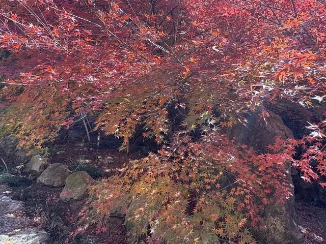 不是京都!實況無調色 不是京都!實況無調色