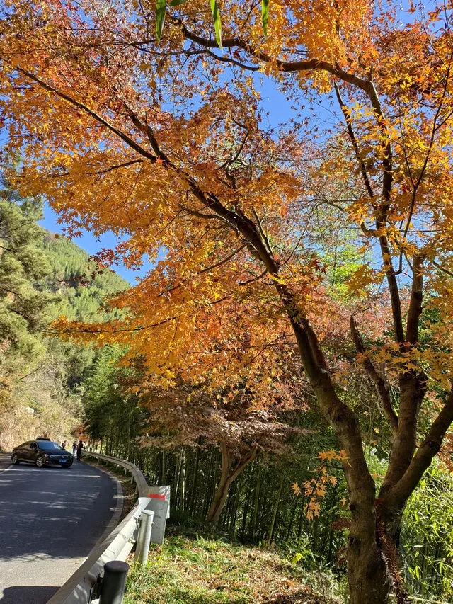 今日實況,指南村的楓葉紅了 今日實況,指南村的楓葉紅了