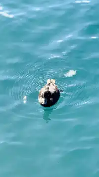 來新西蘭皇后鎮，一定要留個早晨給湖邊！
