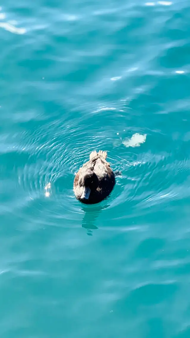 來新西蘭皇后鎮，一定要留個早晨給湖邊！