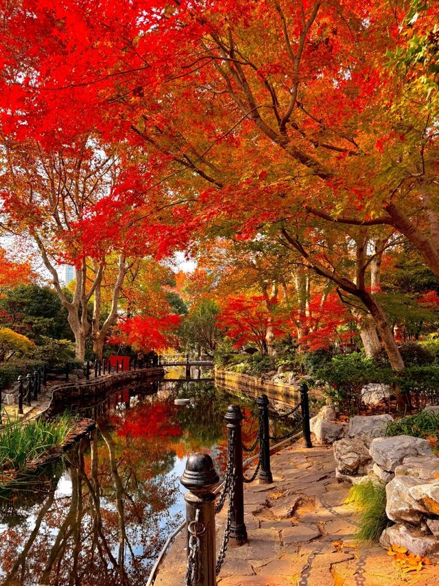 上海魯迅公園｜初冬限定！這片紅楓林美到窒息