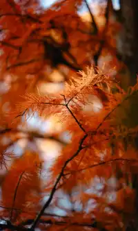 上海這裡的水杉林已到最佳觀賞期