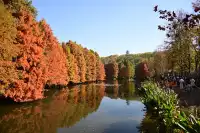 落羽杉紅了,你會來明孝陵燕雀湖看嗎?