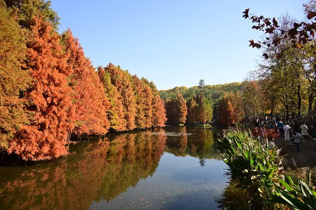 落羽杉紅了,你會來明孝陵燕雀湖看嗎? 落羽杉紅了,你會來明孝陵燕雀湖看嗎?