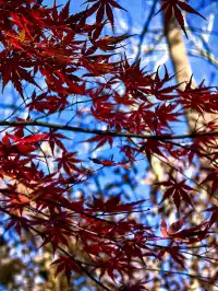 11.29日棲霞山實拍