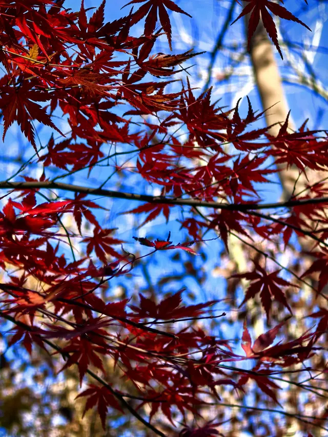 11.29日棲霞山實拍 11.29日棲霞山實拍