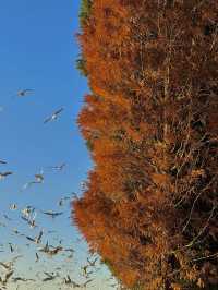 昆明絕美銀杏打卡地