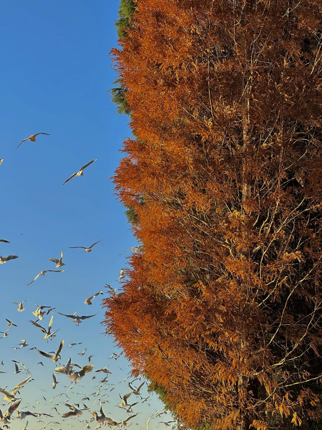 昆明絕美銀杏打卡地