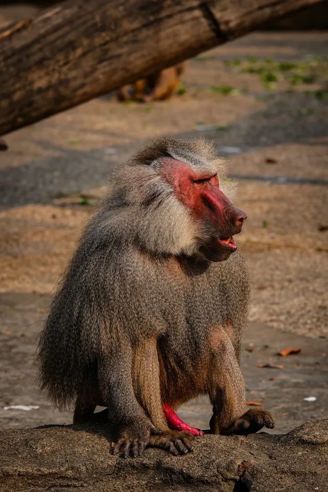 上海動物園‖動物攝影師的天堂 上海動物園‖動物攝影師的天堂