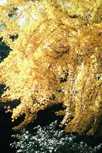 不要錯過揚州看銀杏的時節