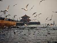 冬日的浪漫|青島棧橋與西伯利亞海鷗的日落之約