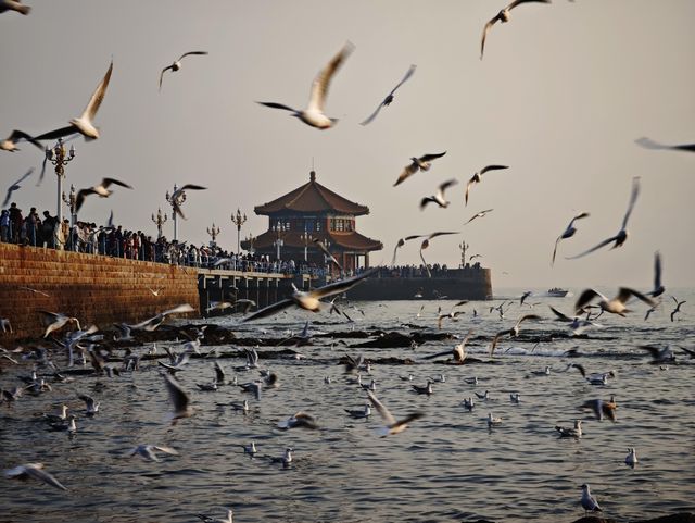 冬日的浪漫|青島棧橋與西伯利亞海鷗的日落之約 冬日的浪漫|青島棧橋與西伯利亞海鷗的日落之約