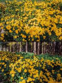 魔都秋日私藏共青森林的治癒漫遊手記