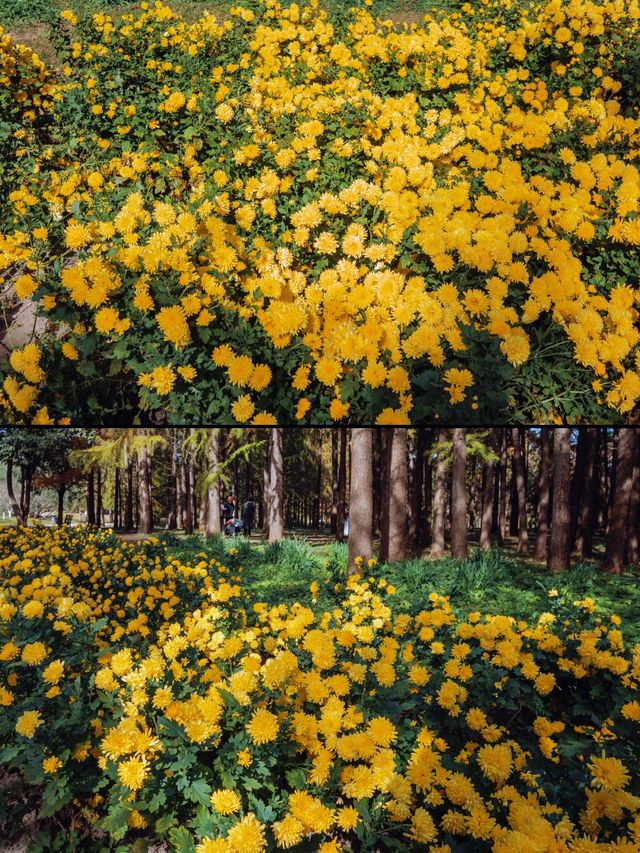 魔都秋日私藏共青森林的治癒漫遊手記