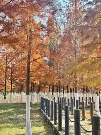 合肥毛衣樹遊園會紅衫林是大自然的調色盤