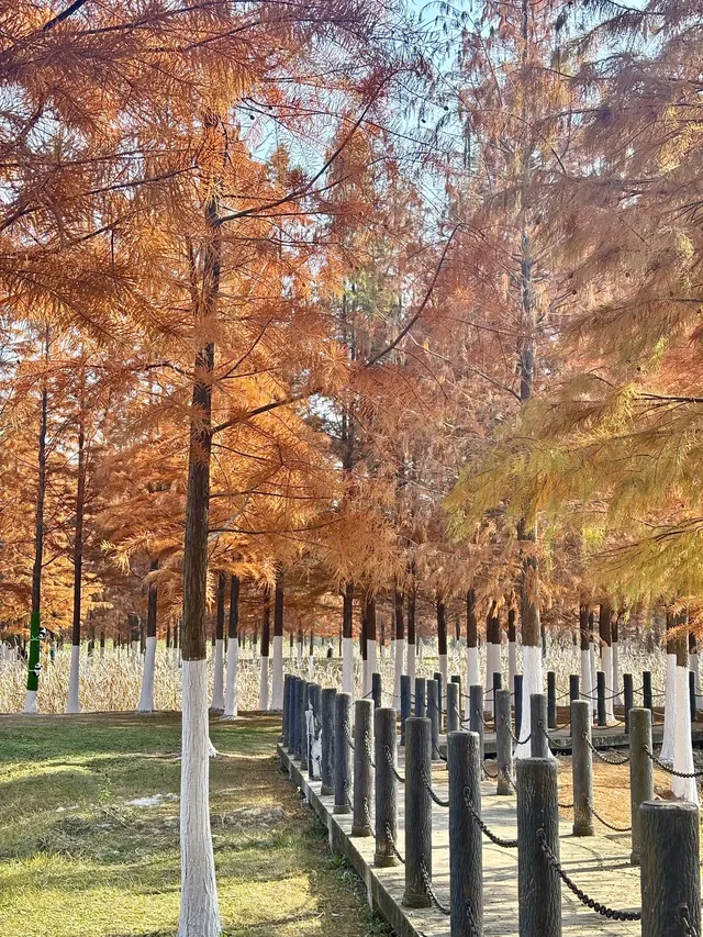 合肥毛衣樹遊園會紅衫林是大自然的調色盤 合肥毛衣樹遊園會紅衫林是大自然的調色盤