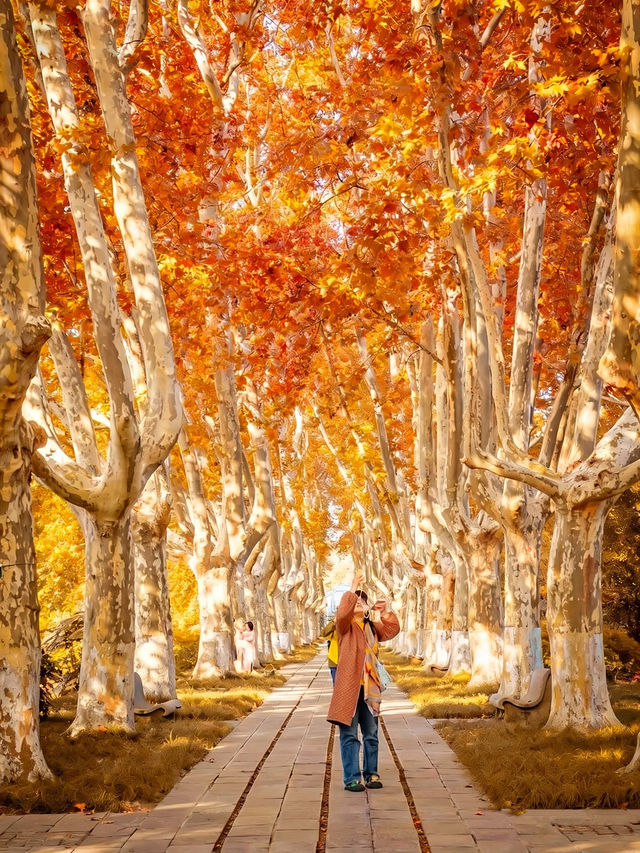 深秋的南京,一不小心闖進了油畫裡 深秋的南京,一不小心闖進了油畫裡