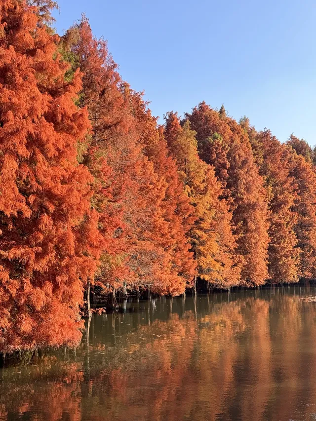 鐘山風景區精華指南含無人版梧桐大道 鐘山風景區精華指南含無人版梧桐大道