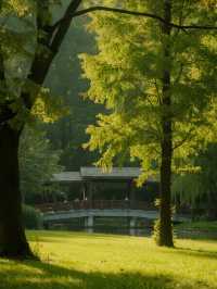 上海市區森林秘境!共青的秋冬光影拍照指南