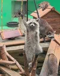 成都的「乾脆麵」會舉手