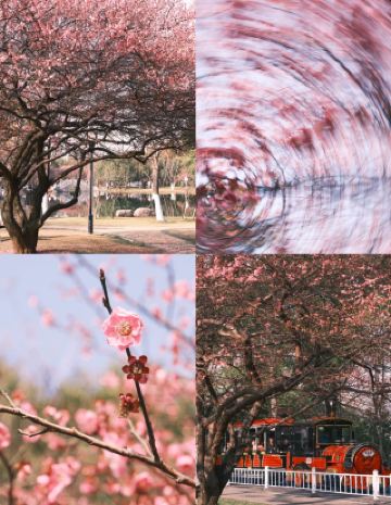 Plum blossoms are in full bloom at Changsha Shawan Park! A must-visit spot for spring check-ins!