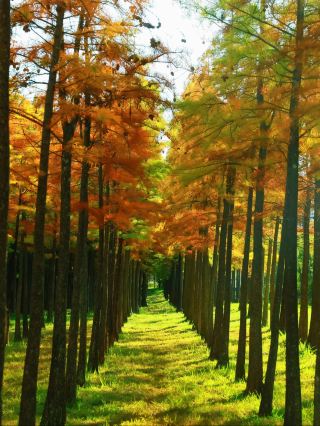 Kunming's Hidden Autumn Color Map｜A Lesser-Known Park with Fewer People than the Botanical Garden Revealed!