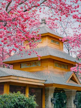 คุนหมิงซากุระลับแดงทางเดินดอกไม้สวยจนตะลึง~