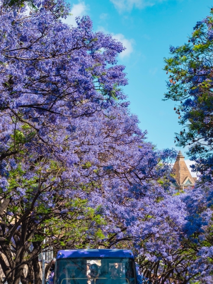 Kunming Jacaranda｜Head to a Citywide Purple-Blue Romance in Mid