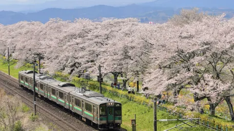 Sendai | Surprises Nonstop, Miyagi Cherry Blossom Viewing Three-Day Tour Guide — traveler post in Sendai