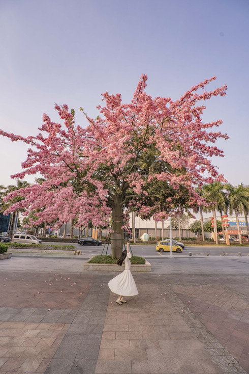 Foshan Shiwan Park Kapok Flower Complete Check-in Guide | Trip.com