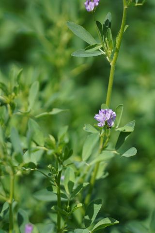 現代化スプリンクラー設備、昆玉ゴビの痩せた土地を改造