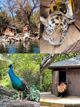 รวบรวมจุดชมสัตว์สุดปังที่สวนสัตว์ป่าหยุนหนาน
