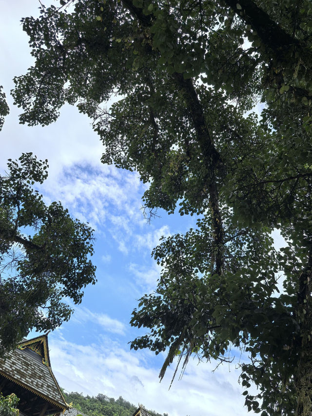 6天逛遍西雙版納保姆級攻略|Trip.com 景洪