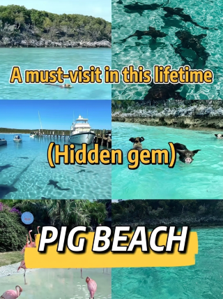 You have to go at least once in your life, right? Swimming with the piggies in the Bahamas