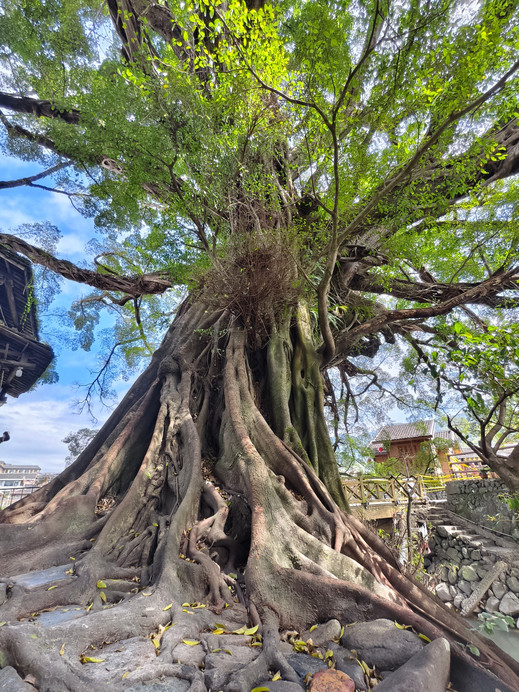雲水謡の樹齢600年を超える古ガジュマル | Trip.com 南靖