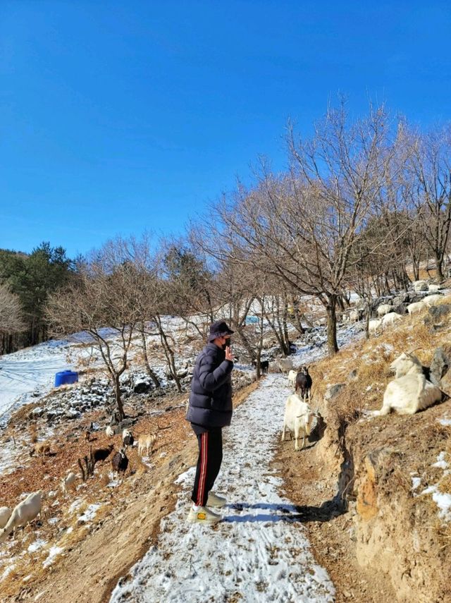 태백에서 눈구경 하기 좋은 산양목장🐏❄️