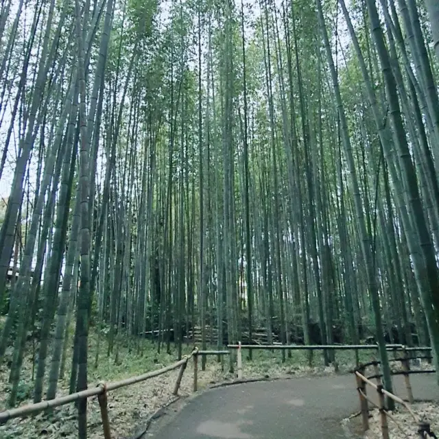 京都嵐山綠竹林徑