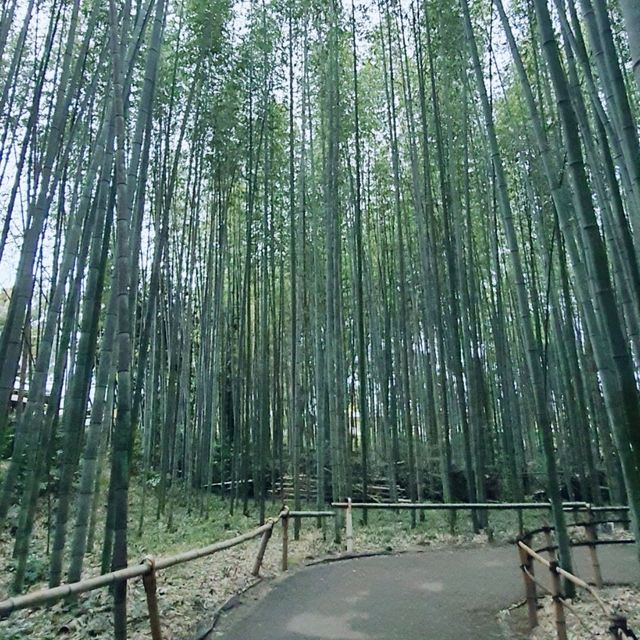 京都嵐山綠竹林徑