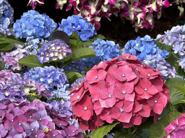香港賞花 | 維園花展 | 主題花繡球花篇
