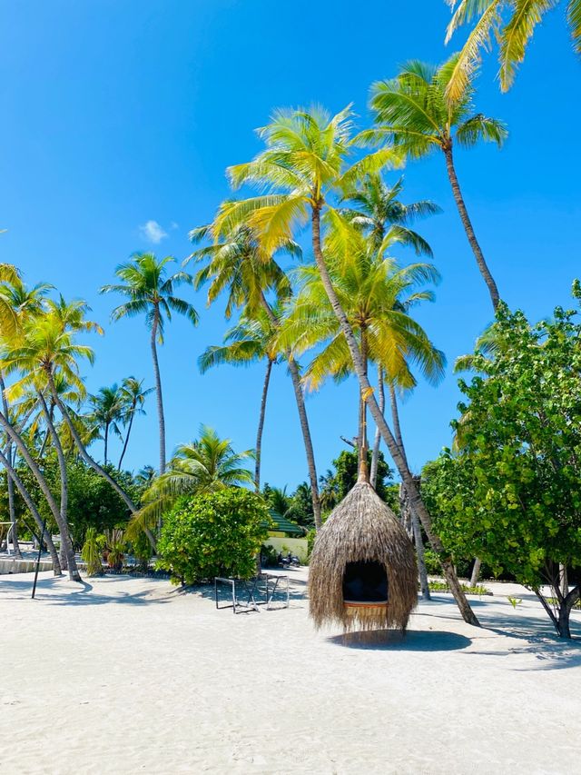 몰디브 현지인들도 인정한 아름다운 리조트🌴💙
