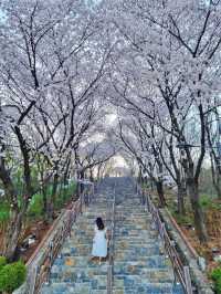 대구 벚꽃 명소:: 침산공원🌸