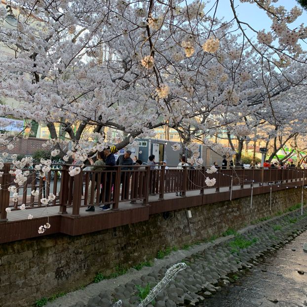 夜櫻推介去余佐川櫻花徑🌸 