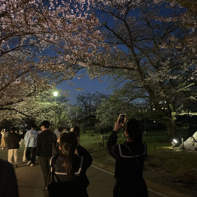 벚꽃 야간개장 후쿠오카 성터!