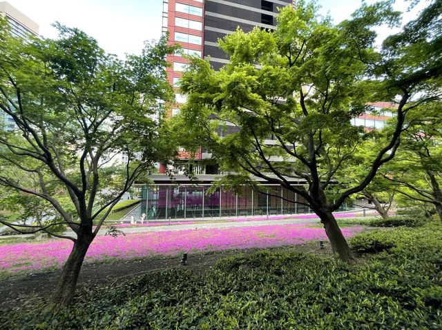 東京まだまだ桜満喫できるシバザクラ
