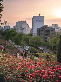 🌹베르사유 궁전을 보는 듯한 "백만송이장미공원"