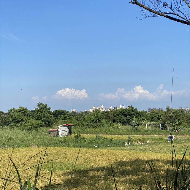 過嶺支渠休憩步道🐕