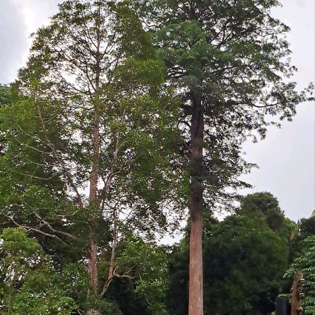 Penang Botanical Garden