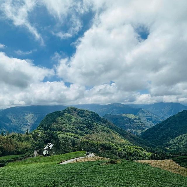 阿里山 隙頂象山 茶林步道