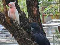 Asia's Largest Bird Park!  